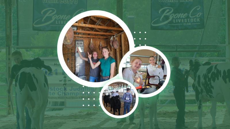 Collage of images from various livestock programs including country hams, rabbits and beef. The images are in white circles over a green-washed image of kids showing dairy cows at the Boone County Fair with the Boone County Livestock banners hanging over the arena. 