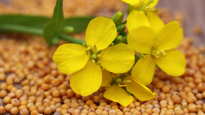 Seed Saving