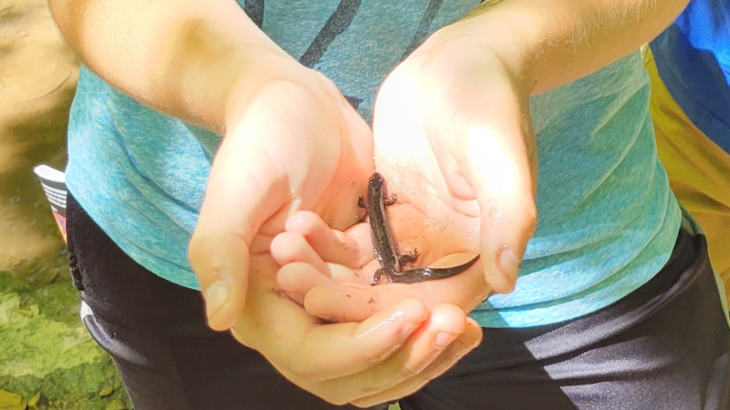 Wildlife Critters | August 2025